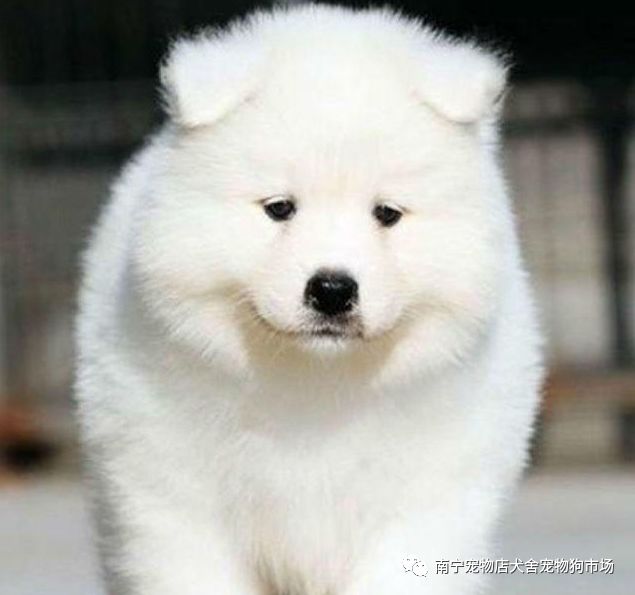 瀋陽出售純種薩摩耶犬—包成活簽協議—售後包終身